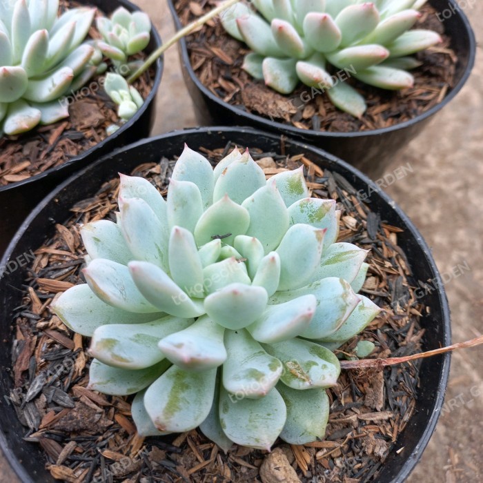Tanaman Hias Sukulen // Echeveria Prolifica