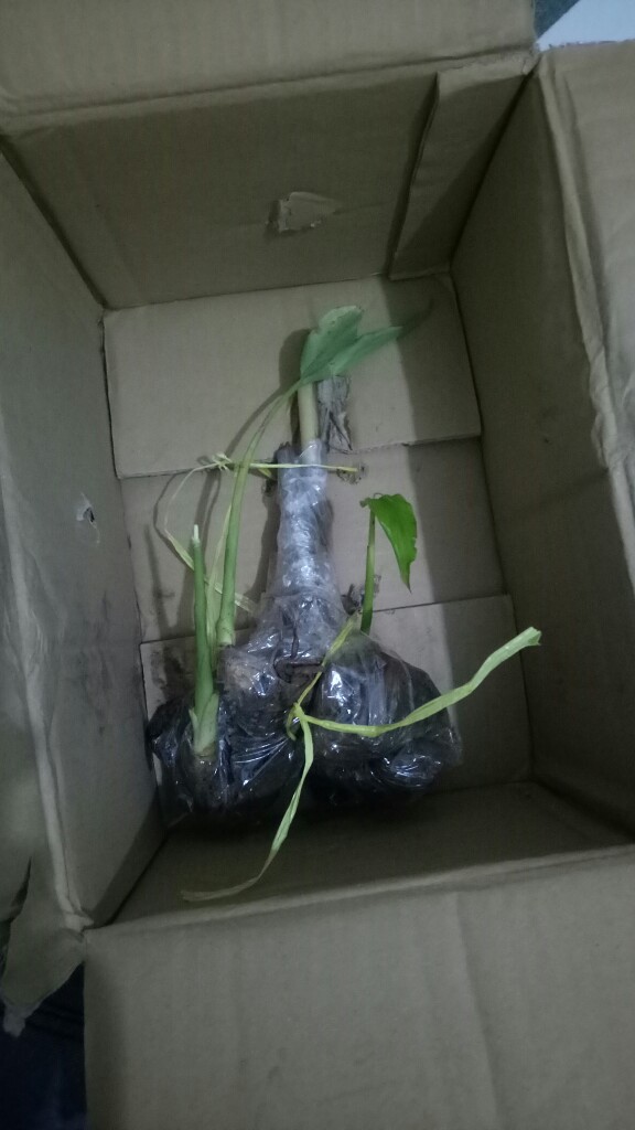 Bibit Kapulaga India