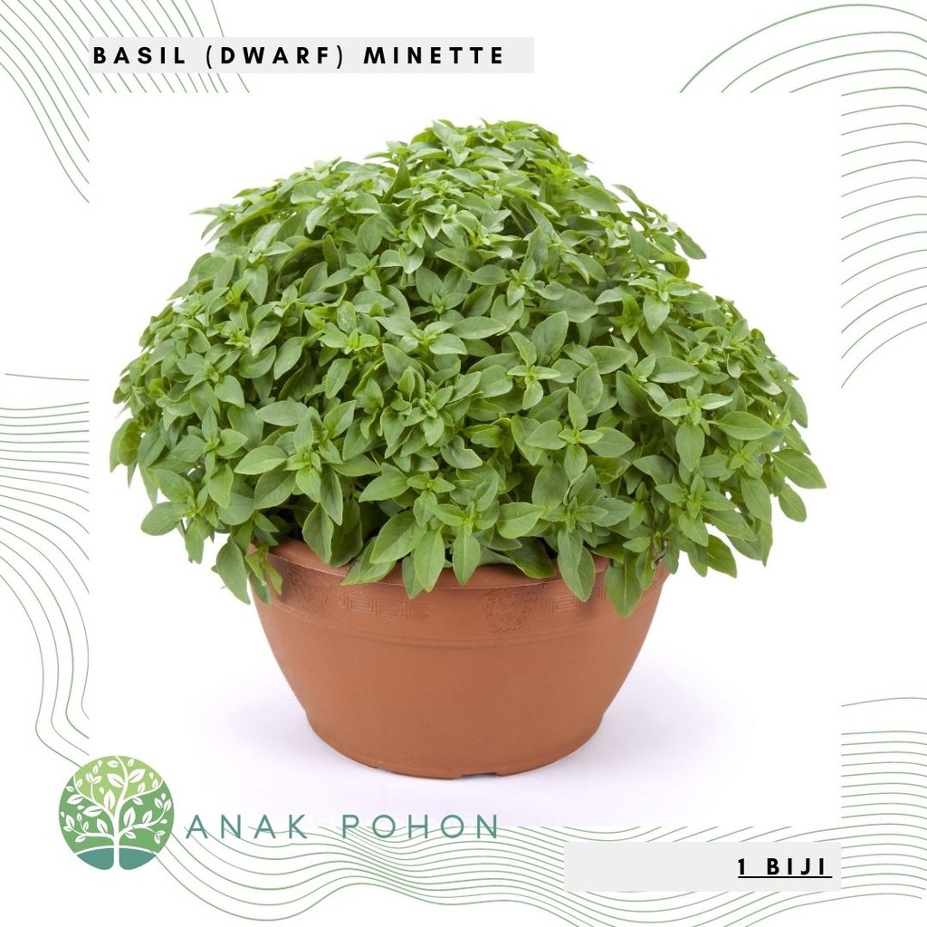 Benih Bibit Biji - Basil (Dwarf) Minette Herb Seeds - IMPORT