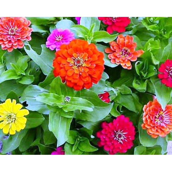 20butir biji benih bunga Zinnia  Bunga Kertas tanaman hias