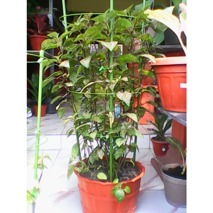 Penyangga Tanaman Tomatto (180cm)