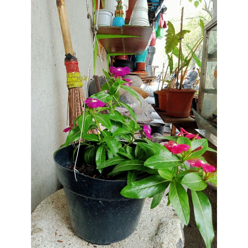 BUNGA VINCA JUNTAI + POT