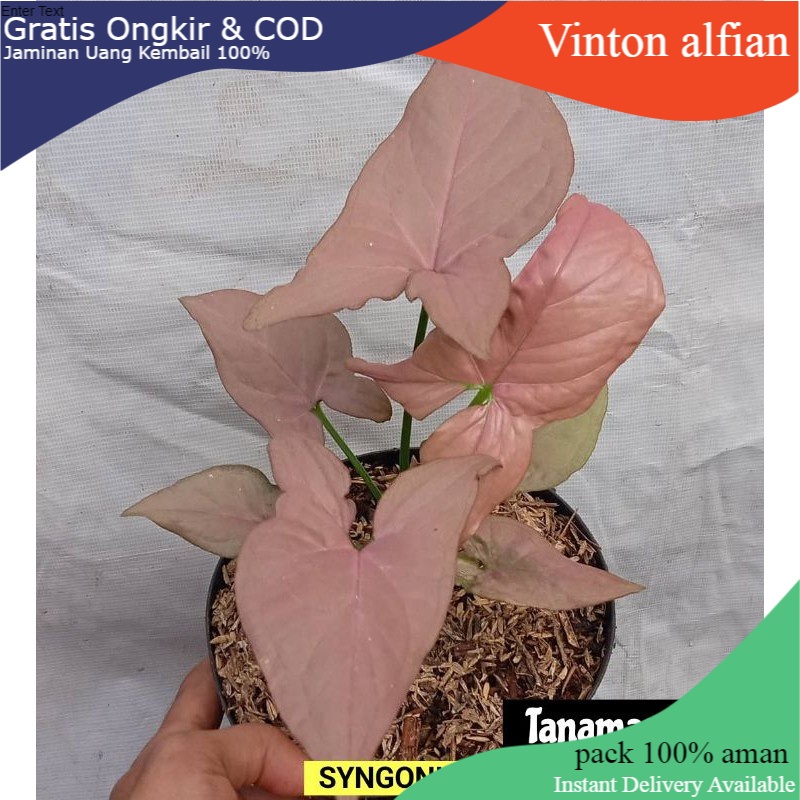PRODUK TERBARU  Syngonium Pink Perfection - Syngonium pink - Pink Perfection