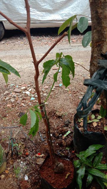 Termurah/ Paling Murah Pakettt 3batang Bibit Tanaman Buah Alpukat Lam Hass