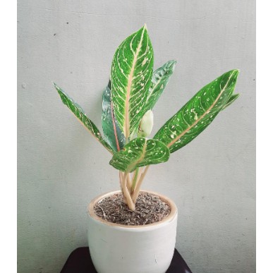 Tanaman Bunga Hias Aglonema Donacarmen Sri Rejeki Donakarmen