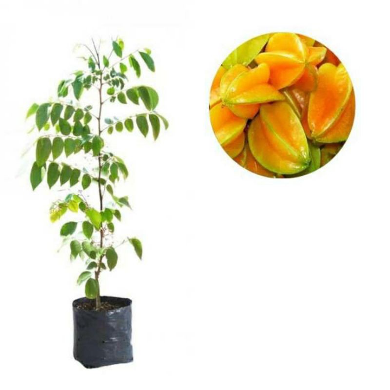 bibit belimbing madu