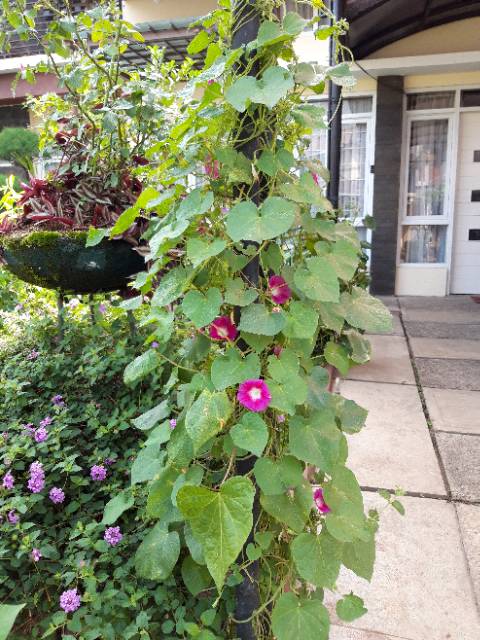 Biji tanaman bunga morning glory tanaman merambat