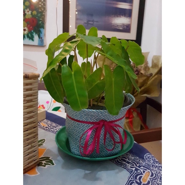 tanaman hias philodendron brekele/ burle marx