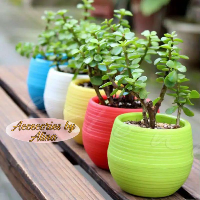 pot bunga /pot murah Batam/import