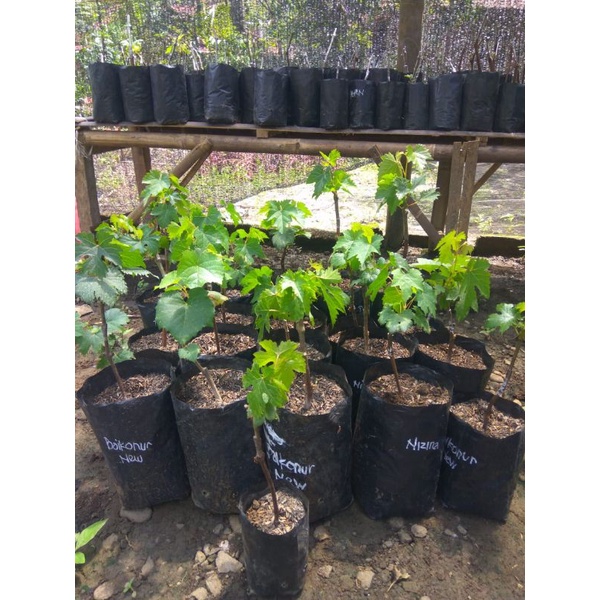 Bibit Anggur Import Ninel Sambung Pucuk // Anggur Baikonour