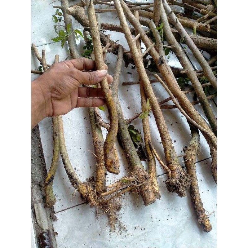 BAHAN BONSAI SERUT DONGKELAN LURUS 2k