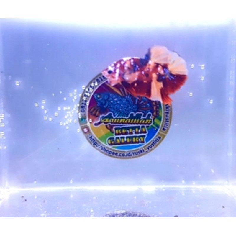 Cupang Hias Nemo Koi Galaxy (Good Fom)