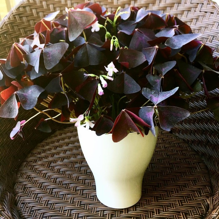 Oxalis Triangularis, Oxalis Butterfly Merah, Tanaman Hias