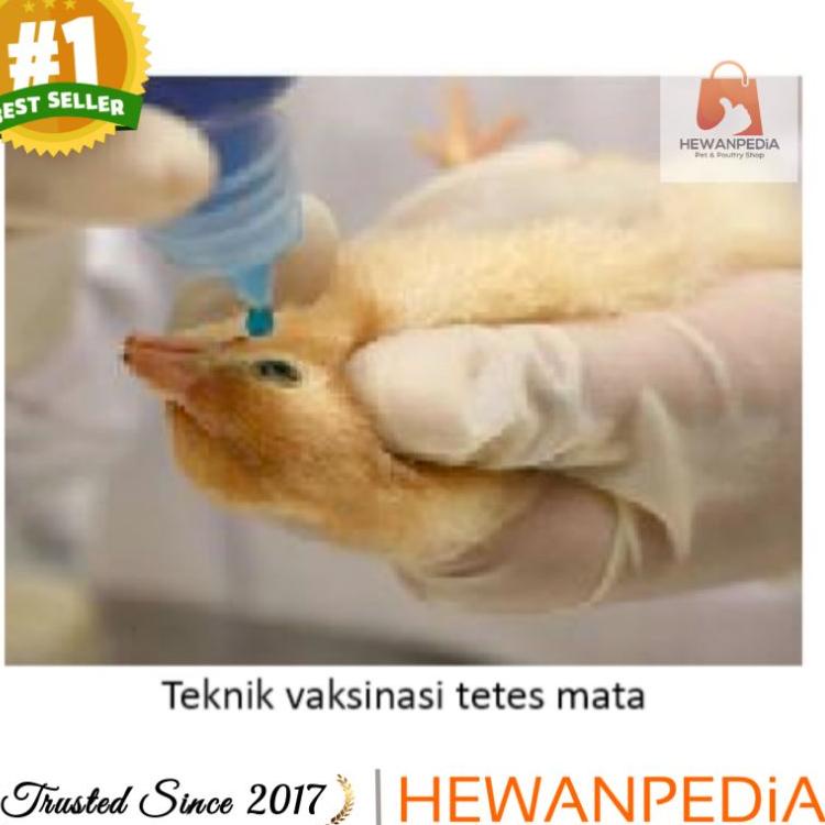 [PRODUK ABJ9V] MEDIVAC ND IB MEDION - Vaksin Ayam Tetelo dan Infeksius Bronkitis Newcastle Diesease 
