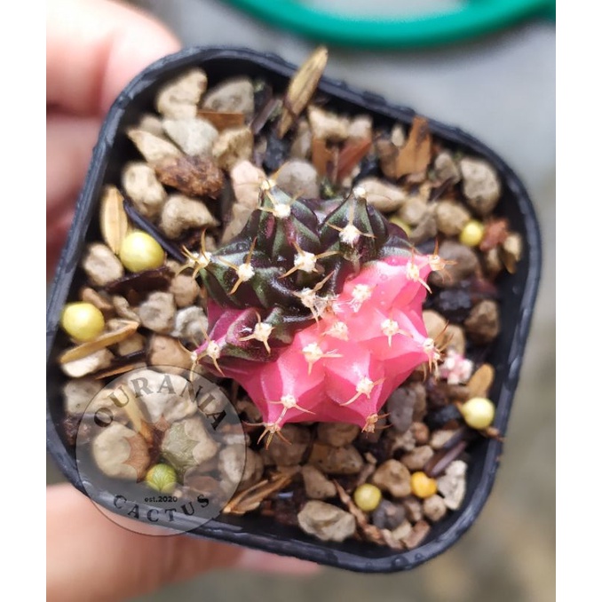 Kaktus gymnocalycium Mihanovichi Variegata