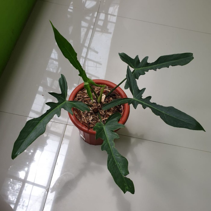 READY TANAMAN BUNGA PHILODENDRON LONGILOBATUM TANAMAN BUNGA PHILO BUNGA HIDUP