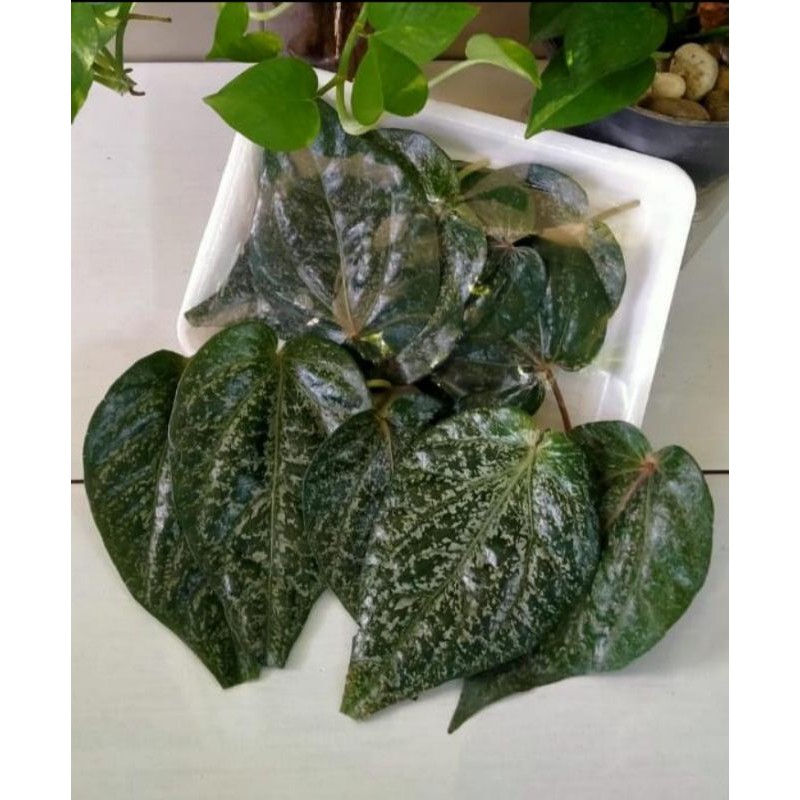 

Daun Sirih / Sireh Merah Segar -+16 Lembar