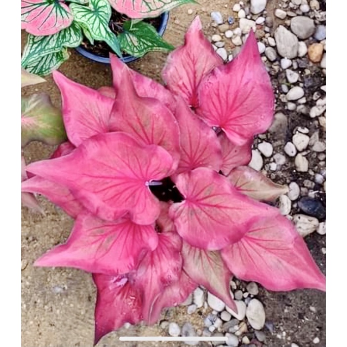 Caladium hybrid thailand remaja bukan anakan