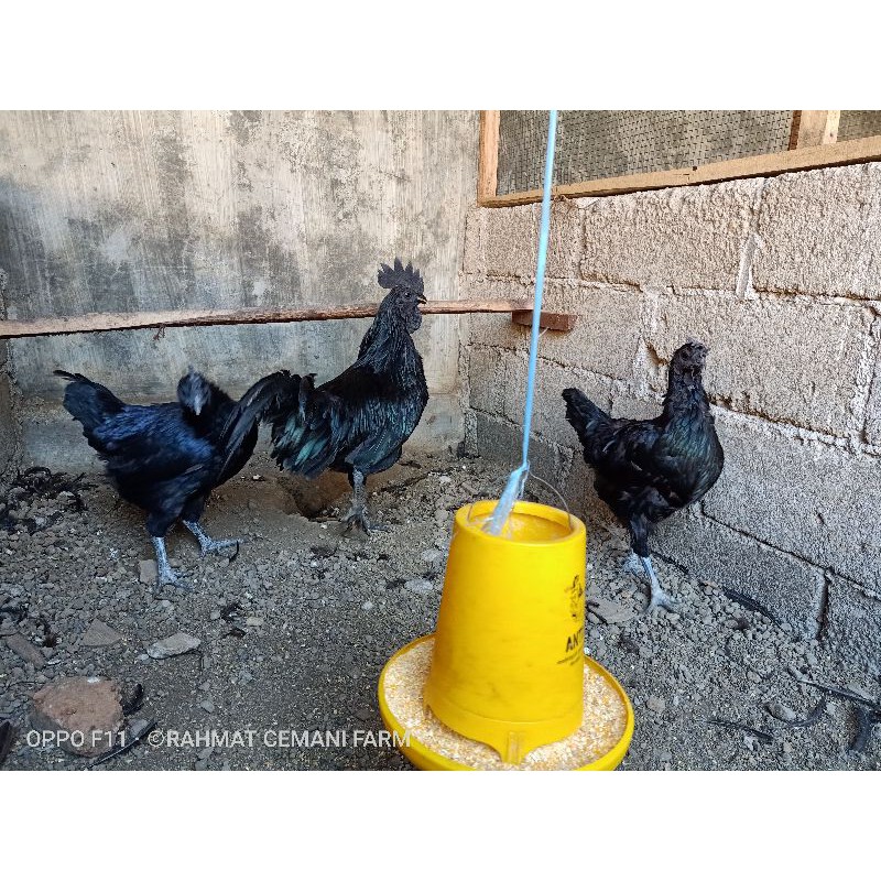 Sepasang indukan ayam cemani asli