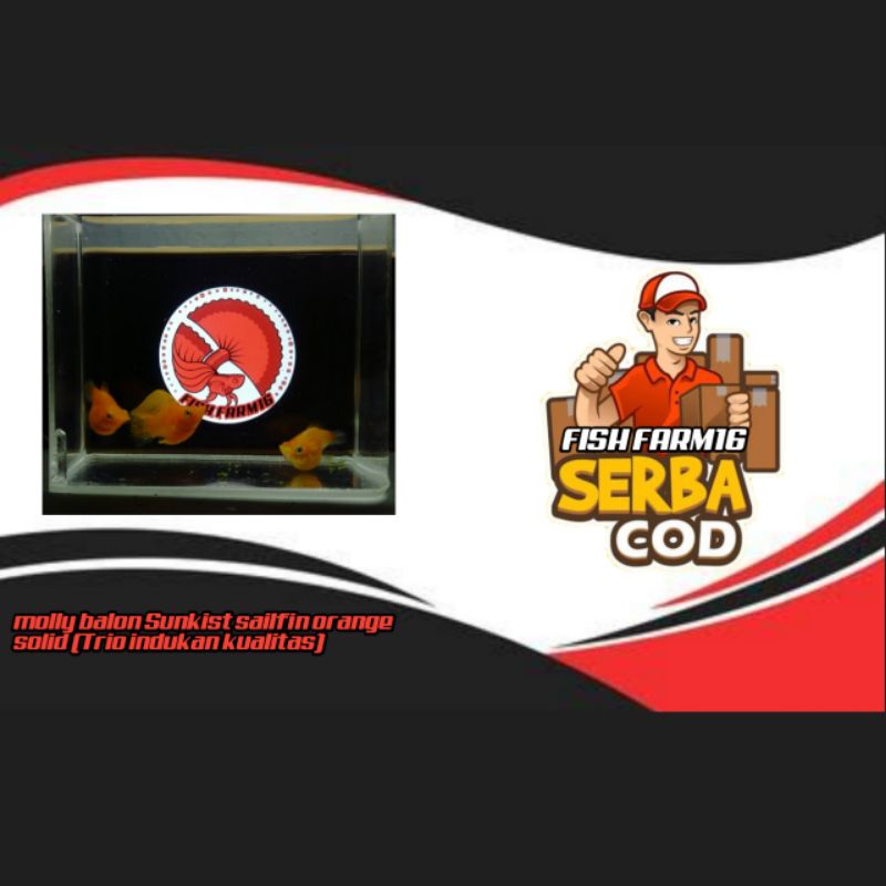 molly balon Sunkist sailfin orange solid (Trio/3ekor indukan kualitas) // ikan hias