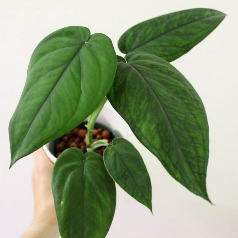 Syngonium Chiapense