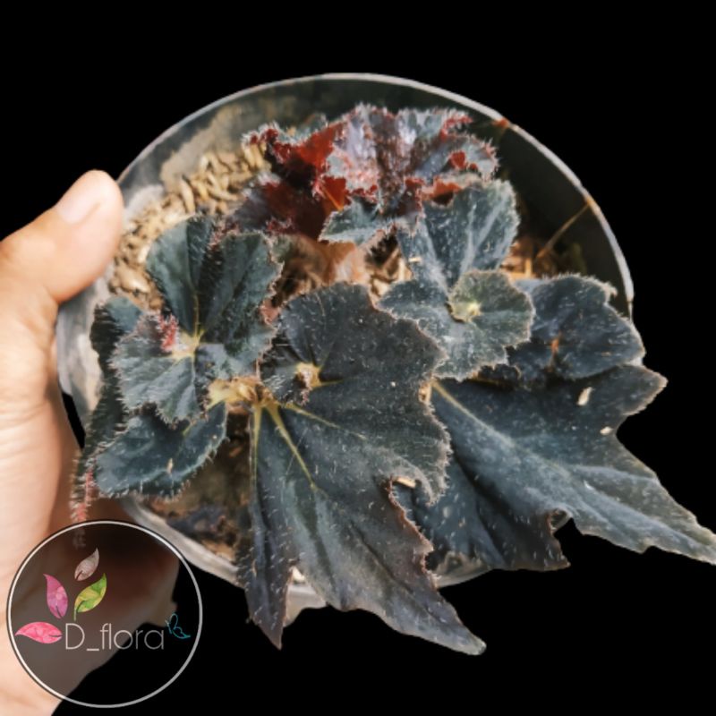 Tanaman hias Begonia black mamba / keong hitam
