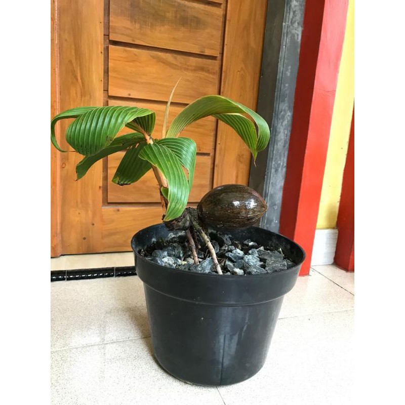 Bonsai kelapa minion gading oren - bonsai kelapa gading oren