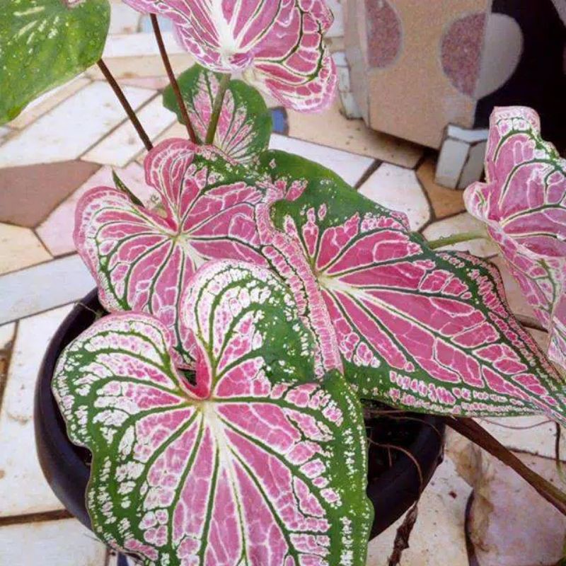 keladi wayang caladium wayang batik