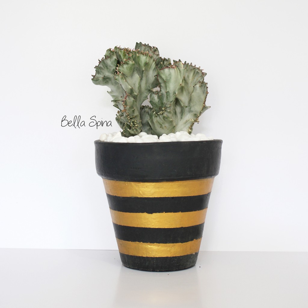 Kaktus Hias Euphorbia Lactea Cristata Silver KA-48