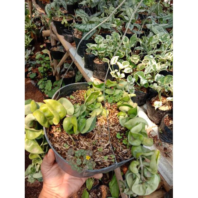 Tanaman hias gantung hoya compacta hoya kriwil