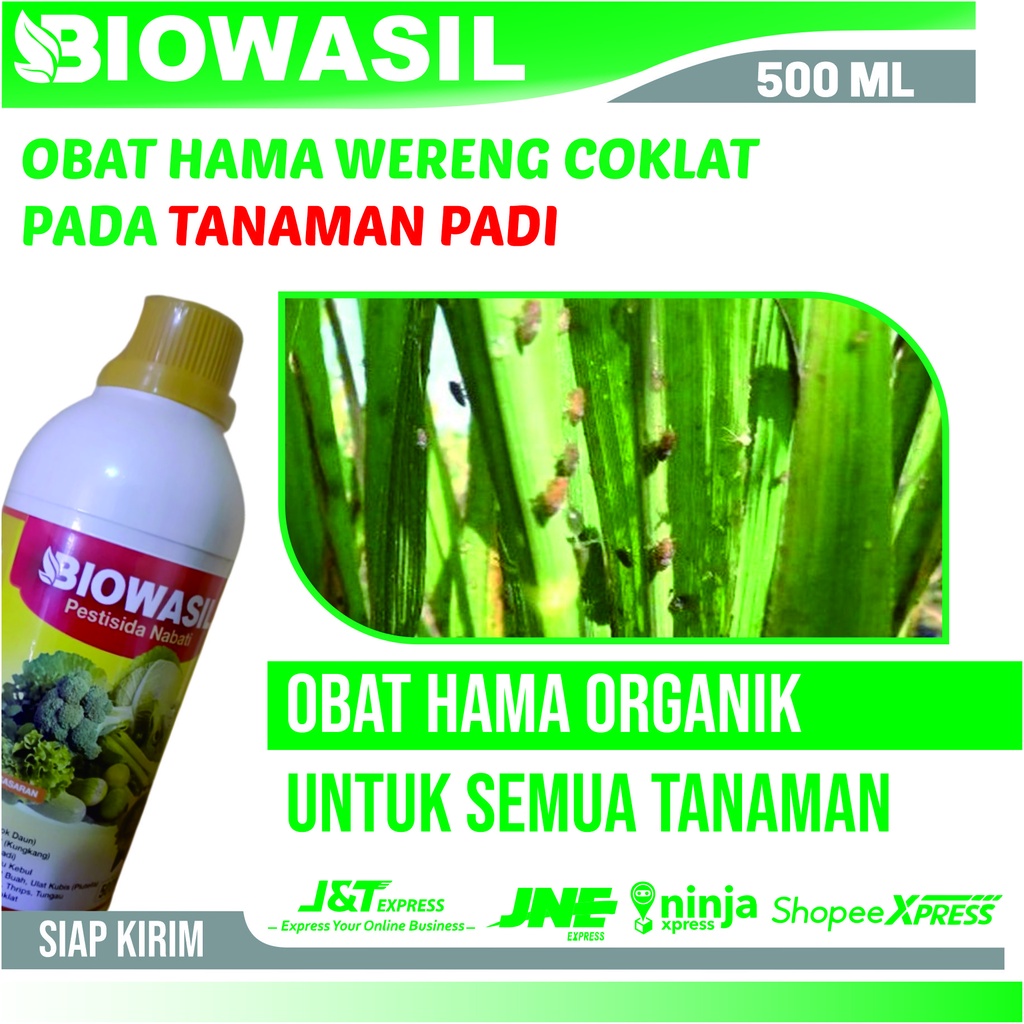 Obat Hama Wereng Coklat Pada Tanaman Padi - Biowasil Pestisida Pembasmi Hama Wereng Coklat Pada Padi