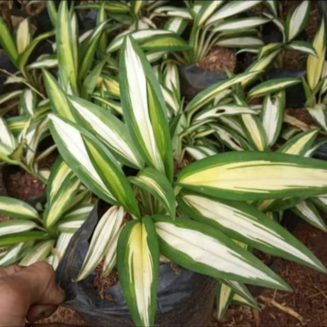 Tanaman Hias Lili Paris Hawai Daun Besar