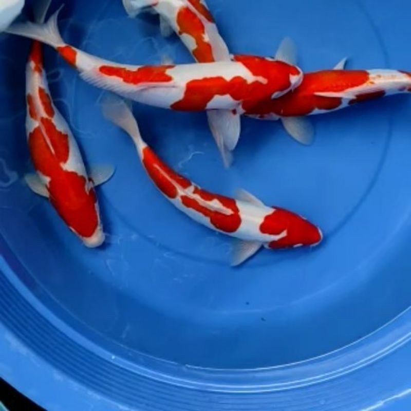 Ikan Koi Kohaku Blitar 26-30 cm Up Grade A (Bisa Pilih)