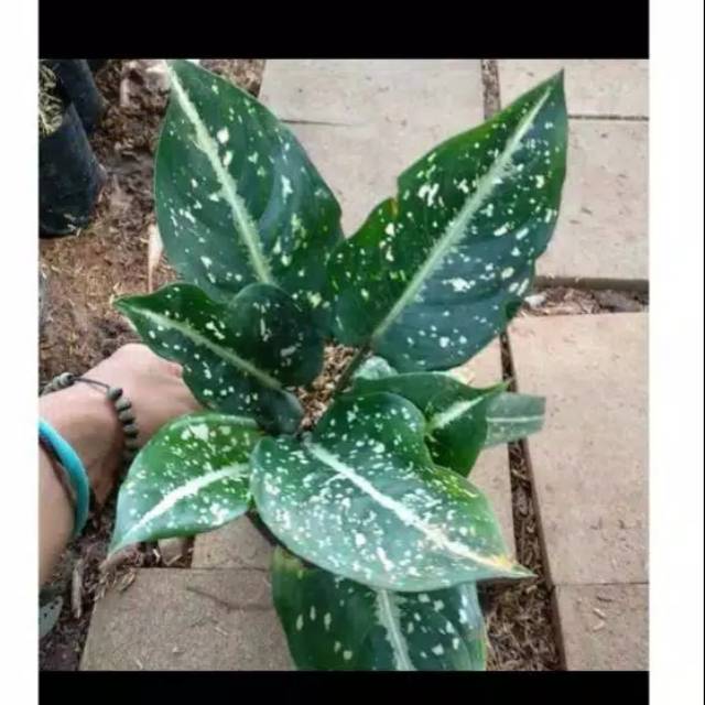 tanaman hias aglonema srikit-aglonema srikit