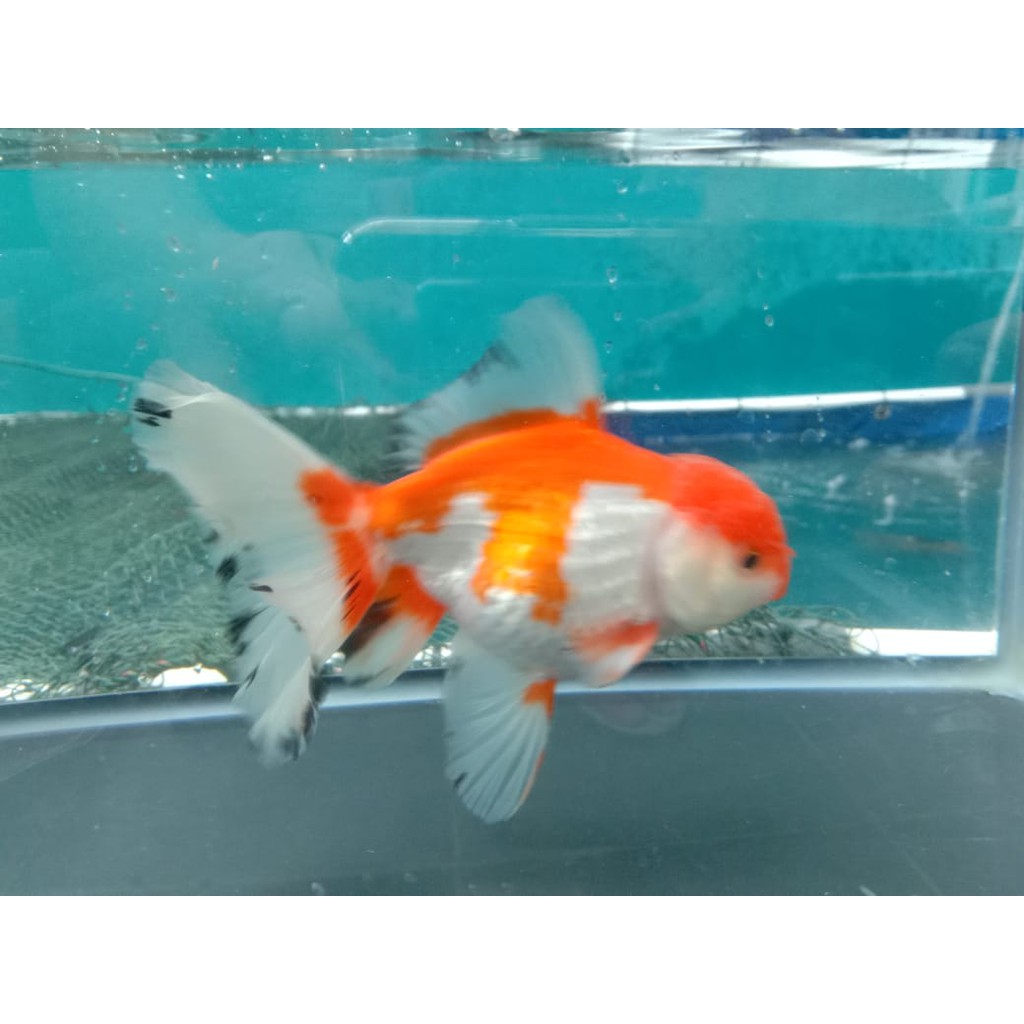Ikan mas koki Oranda RW