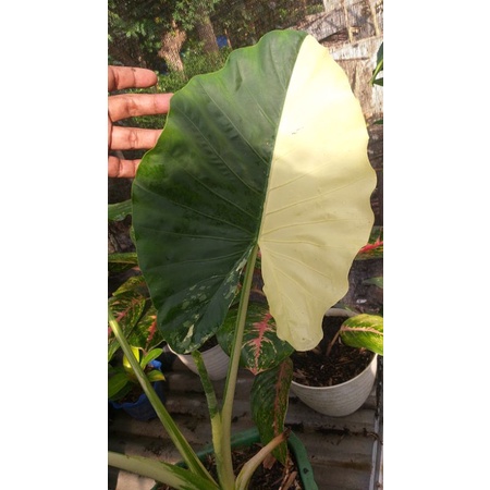 #Sente varigata/ Colocasia macrùrizha remaja murah