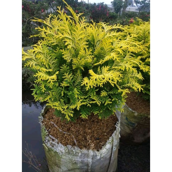 Cemara inoki kuning/inoki gold