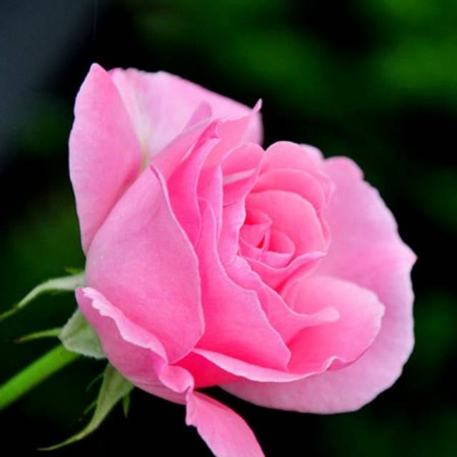 Benih Bibit Biji - Bunga Mawar Pink (Pink Rose) Seeds - ORIGINAL IMPORT