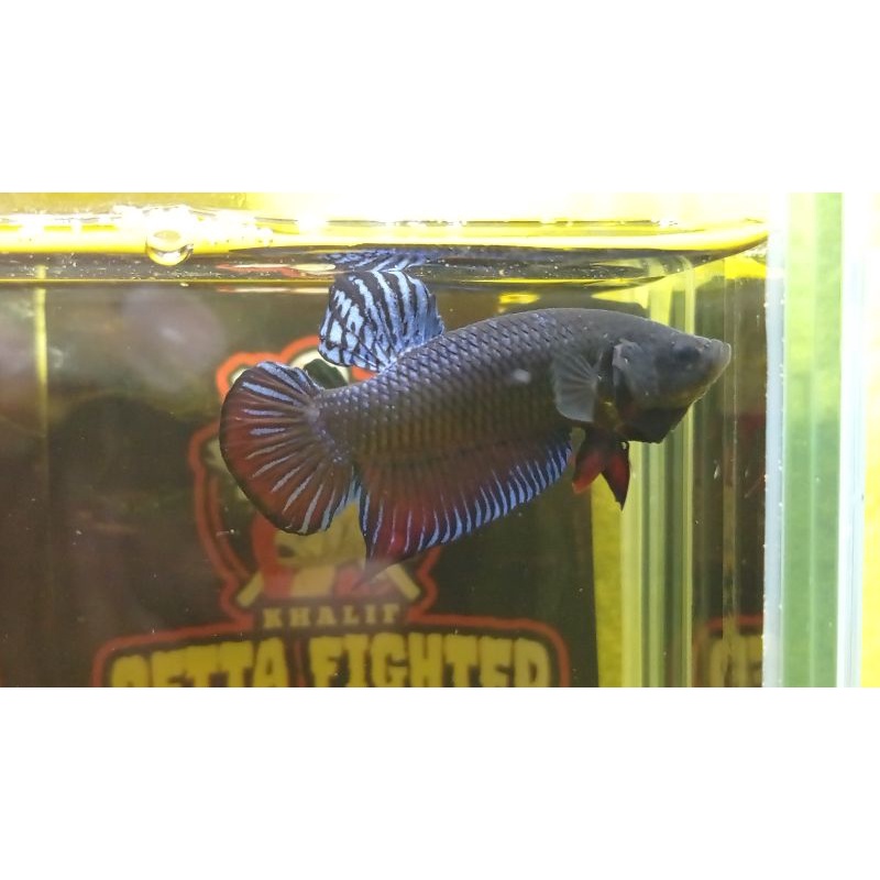 

Betta Fighter Lokal Super