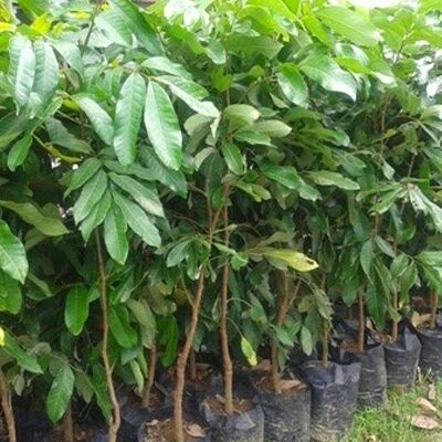 BIBIT RAMBUTAN RAPIAH OKULASI