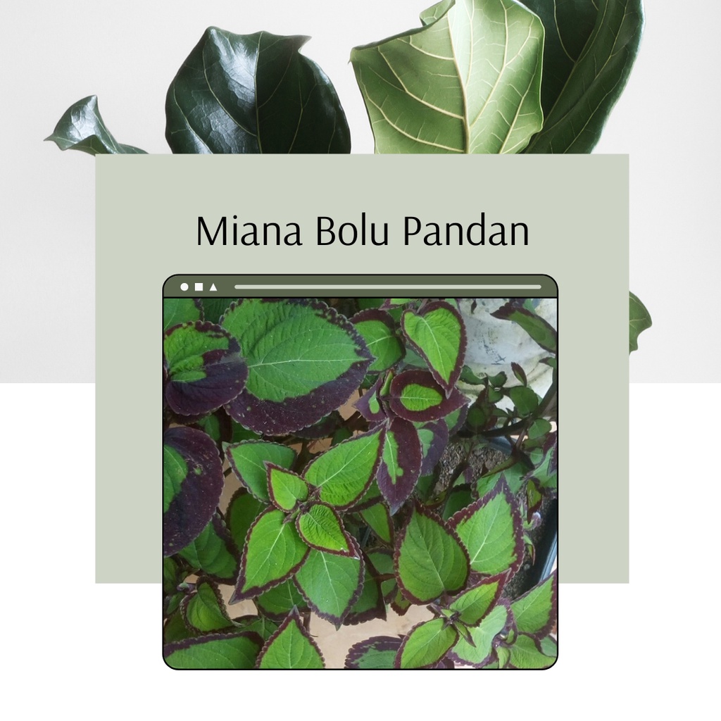 Tanaman Miana Miana Bolu Pandan Murah Tanaman Hias Miana Bolu Pandan Murah