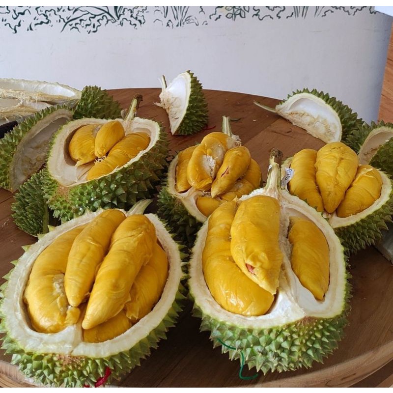 BIBIT DURIAN MUSANGKING MK ASLI OKULASI TEMPEL/SAMBUNG