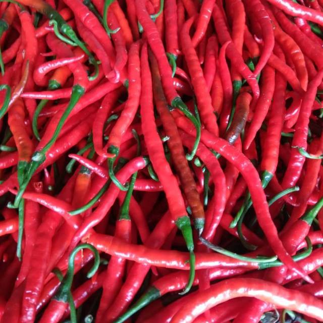 

Cabe Merah Keriting TKX 1 KG dan 500 GR
