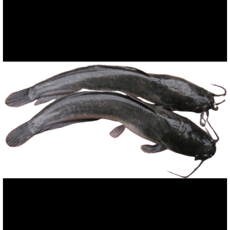 

IKAN LELE KONSUMSI SEGAR (ikan segar)