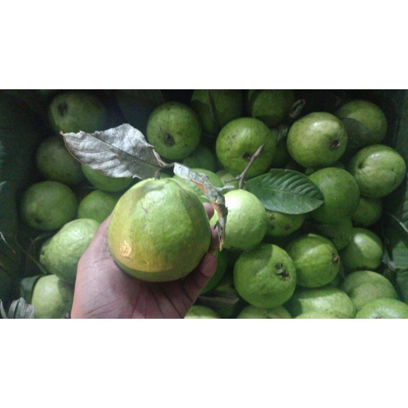 Jambu merah 1kg