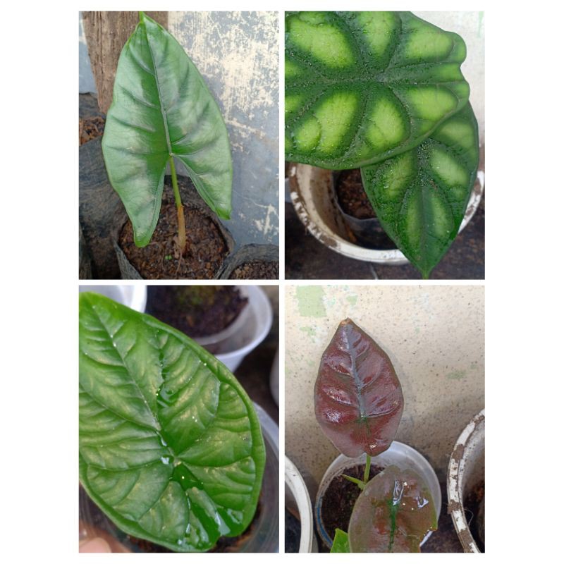 satu paket alocasia