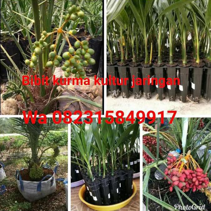 Jual Co2 Bibit Buah Kurma Kultur Jaringan Ecer Dan Grosir Buah Kurma