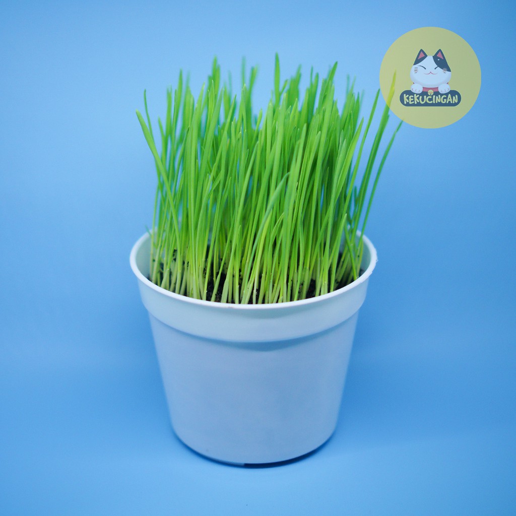 READY STOCK Rumput Kucing Wheatgrass Obat Hairball Kucing Anjing Kekucingan SIAP MAKAN