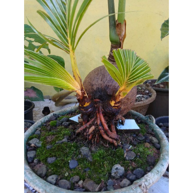 bonsai kelapa kuning kembar langka