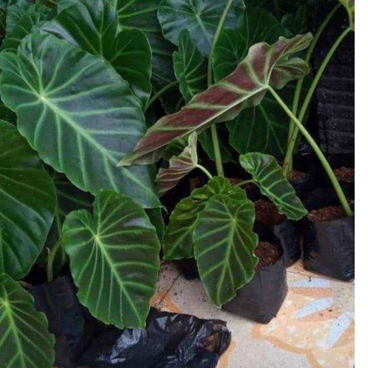 freeOngkir Remusatia vivipara/alocasia vivipara/keladi vivipara
